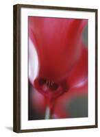 Red Cyclamen Abstract-Anna Miller-Framed Photographic Print