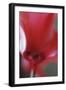 Red Cyclamen Abstract-Anna Miller-Framed Photographic Print