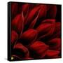 Red Dahlia Close up-Tom Quartermaine-Framed Stretched Canvas