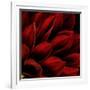 Red Dahlia Close up-Tom Quartermaine-Framed Giclee Print