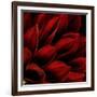 Red Dahlia Close up-Tom Quartermaine-Framed Giclee Print