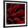 Red Dahlia Close up-Tom Quartermaine-Framed Giclee Print