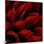 Red Dahlia Close up-Tom Quartermaine-Mounted Giclee Print