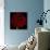 Red Dahlia on Black 01-Tom Quartermaine-Giclee Print displayed on a wall