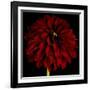 Red Dahlia on Black 01-Tom Quartermaine-Framed Giclee Print