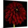 Red Dahlia on Black 01-Tom Quartermaine-Mounted Giclee Print