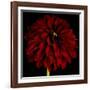 Red Dahlia on Black 01-Tom Quartermaine-Framed Giclee Print