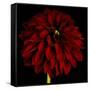 Red Dahlia on Black 01-Tom Quartermaine-Framed Stretched Canvas