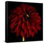 Red Dahlia on Black 01-Tom Quartermaine-Framed Stretched Canvas