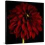 Red Dahlia on Black 01-Tom Quartermaine-Stretched Canvas