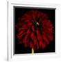 Red Dahlia on Black 01-Tom Quartermaine-Framed Giclee Print