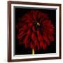 Red Dahlia on Black 01-Tom Quartermaine-Framed Giclee Print