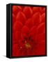 Red Dahlia Petals, Bellevue Botanical Garden, Washington, USA-null-Framed Stretched Canvas