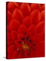 Red Dahlia Petals, Bellevue Botanical Garden, Washington, USA-null-Stretched Canvas