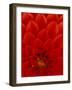 Red Dahlia Petals, Bellevue Botanical Garden, Washington, USA-null-Framed Photographic Print