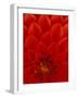 Red Dahlia Petals, Bellevue Botanical Garden, Washington, USA-null-Framed Photographic Print