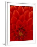 Red Dahlia Petals, Bellevue Botanical Garden, Washington, USA-null-Framed Photographic Print