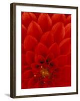 Red Dahlia Petals, Bellevue Botanical Garden, Washington, USA-null-Framed Photographic Print