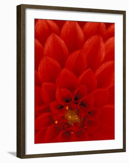 Red Dahlia Petals, Bellevue Botanical Garden, Washington, USA-null-Framed Photographic Print