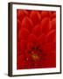 Red Dahlia Petals, Bellevue Botanical Garden, Washington, USA-null-Framed Photographic Print