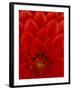 Red Dahlia Petals, Bellevue Botanical Garden, Washington, USA-null-Framed Photographic Print