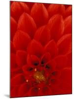 Red Dahlia Petals, Bellevue Botanical Garden, Washington, USA-null-Mounted Photographic Print