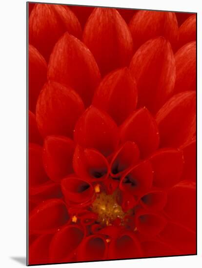 Red Dahlia Petals, Bellevue Botanical Garden, Washington, USA-null-Mounted Photographic Print
