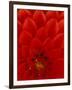 Red Dahlia Petals, Bellevue Botanical Garden, Washington, USA-null-Framed Photographic Print