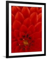 Red Dahlia Petals, Bellevue Botanical Garden, Washington, USA-null-Framed Photographic Print