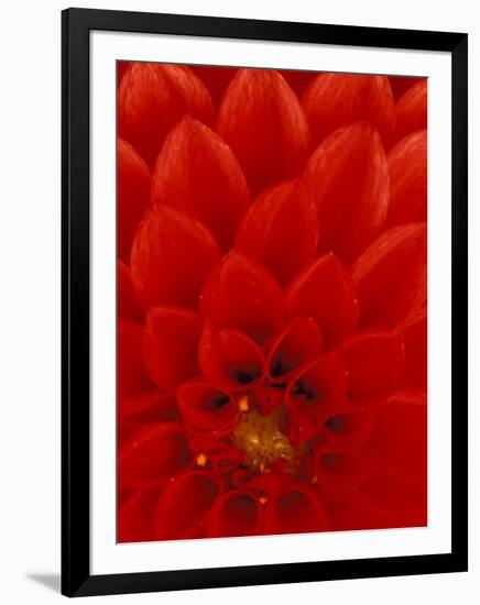 Red Dahlia Petals, Bellevue Botanical Garden, Washington, USA-null-Framed Photographic Print