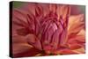 Red Dahlia-Cora Niele-Stretched Canvas