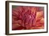 Red Dahlia-Cora Niele-Framed Photographic Print