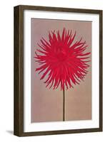 Red Dahlia-null-Framed Art Print