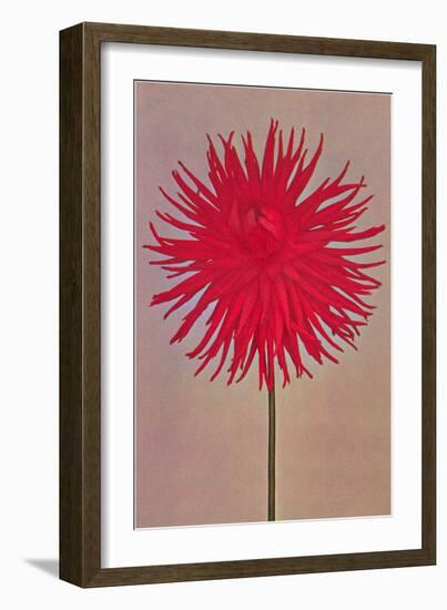 Red Dahlia-null-Framed Art Print