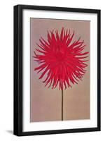 Red Dahlia-null-Framed Art Print