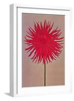 Red Dahlia-null-Framed Art Print