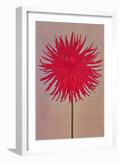 Red Dahlia-null-Framed Art Print