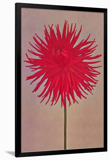 Red Dahlia-null-Framed Art Print