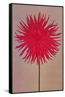 Red Dahlia-null-Framed Stretched Canvas
