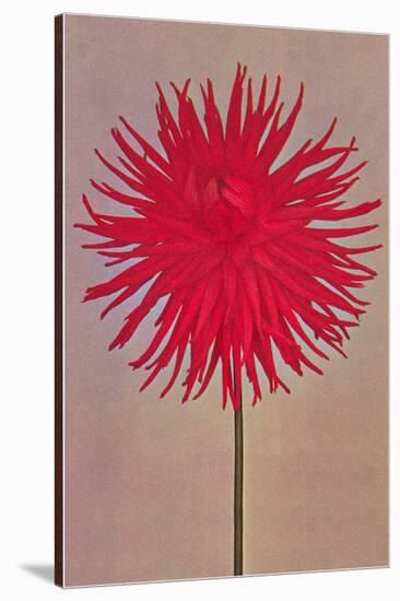 Red Dahlia-null-Stretched Canvas