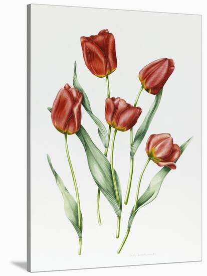 Red Darwin Tulips-Sally Crosthwaite-Stretched Canvas