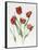 Red Darwin Tulips-Sally Crosthwaite-Framed Stretched Canvas