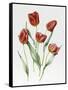 Red Darwin Tulips-Sally Crosthwaite-Framed Stretched Canvas