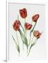Red Darwin Tulips-Sally Crosthwaite-Framed Premium Giclee Print