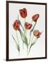 Red Darwin Tulips-Sally Crosthwaite-Framed Premium Giclee Print