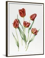 Red Darwin Tulips-Sally Crosthwaite-Framed Premium Giclee Print