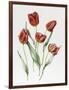 Red Darwin Tulips-Sally Crosthwaite-Framed Premium Giclee Print