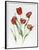 Red Darwin Tulips-Sally Crosthwaite-Framed Premium Giclee Print