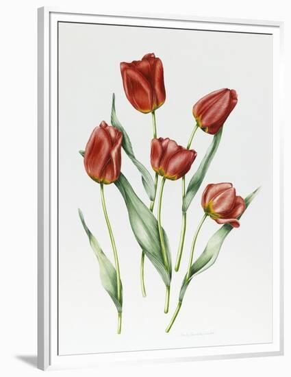 Red Darwin Tulips-Sally Crosthwaite-Framed Premium Giclee Print