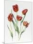 Red Darwin Tulips-Sally Crosthwaite-Mounted Premium Giclee Print